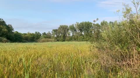 Wind in the wetlands