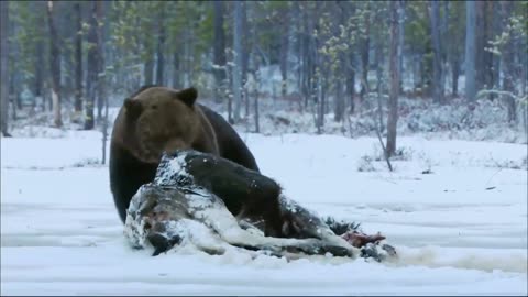 Kodiak bears eat deer carcasses