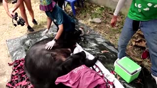 Tigers, bear rescued from shut down Thailand zoo