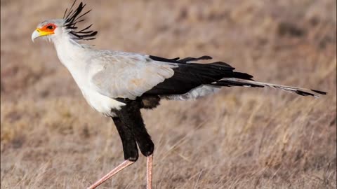 This Bird Can Kill Any Kind of Snakes - Secretary Bird