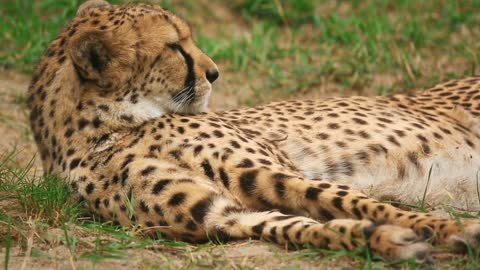 Cheetah resting on the ground