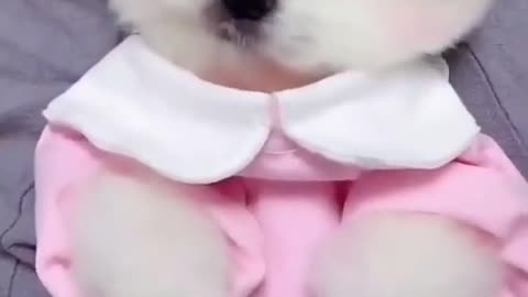 Funny & cute baby dog video