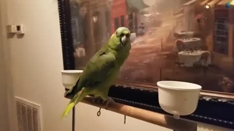 bird sings