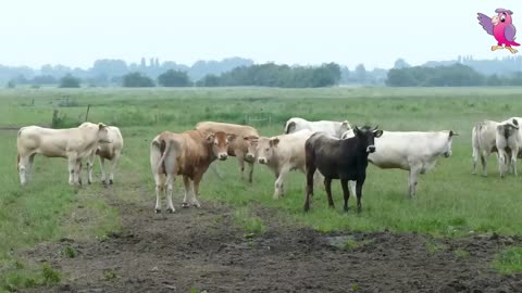 ANIMAL COW VIDEO - COWS MOOING AND GRAZING IN A FIELD