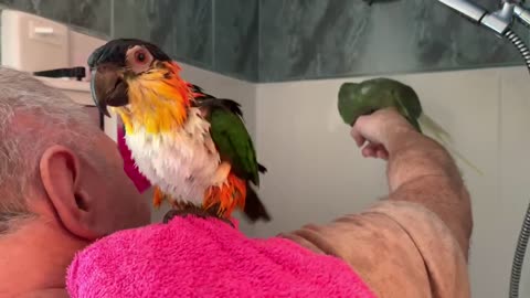 Parrots love showers!!!