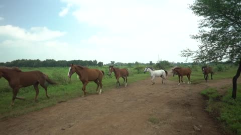 Horse Animal Nature India Wildlife Farm Farmhouse