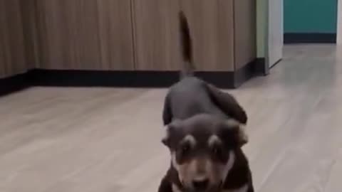 Is the dog dancing?
