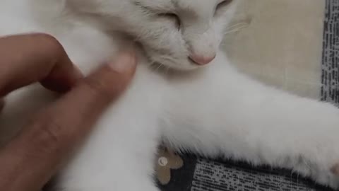 Imrelaxing#cat#cutecat#catlover#mustwatch#猫#catfunny#shorts#tiktok#neko