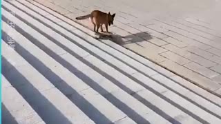 Shorts Dog Skateboarding