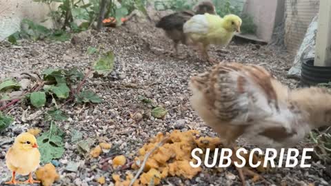 Satisfying video🐥Cute baby chicks🐥Beautiful Chicks