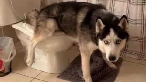 Privacy please! Funny husky dog make your day