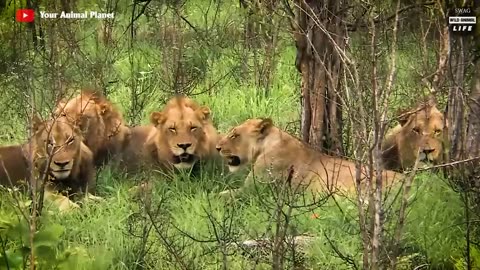 Madness ! Lion Kills The Baby Of The Leading Hyena And What Happened? | Wild Animals