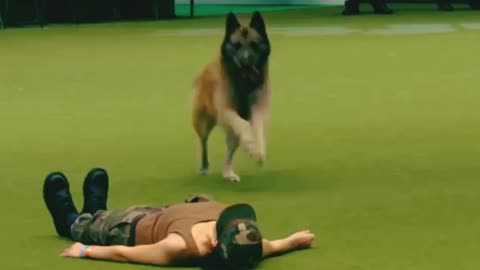 Amazing dog performance CPR,squats and press upa in heelwork to music routine .