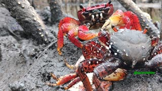crab Aratu, Brazil
