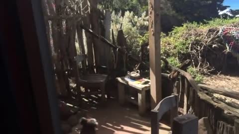 Koala Knocking On My Window - Australia