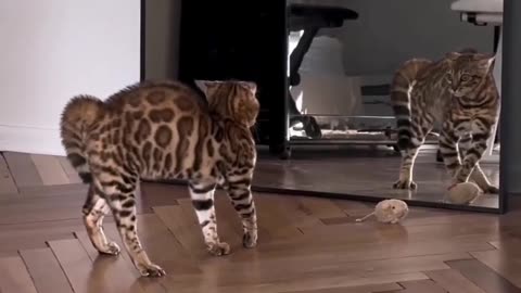 Cat is surprised by its own mirror reflection - funny cat