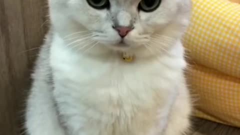 279_🤣 #cat #catsoftiktok #funnycat #funnycatsoftiktok #catslovers #foryou