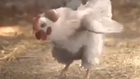 Chicken playing football 🤣🤣🤣🤣🤣🤣🤣