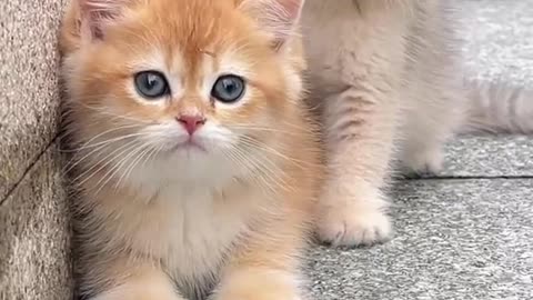 Cat lover like and subscribe for me plz