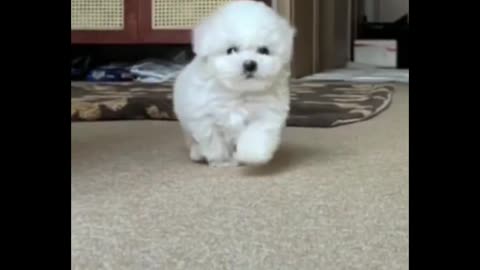 Is this a teacup dog or a Bichon Frise? Your hair is so fluffy when you run