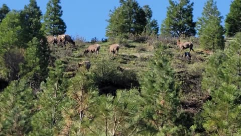 Elk at the job