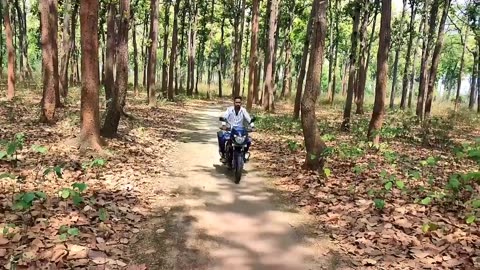 tiger attack man in the forest _ tiger attack in jungle, royal bengal tiger attack