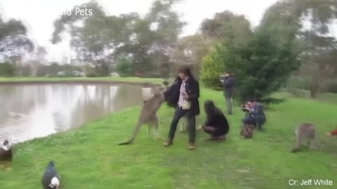 Have you ever seen a fight between a man and a kangaroo