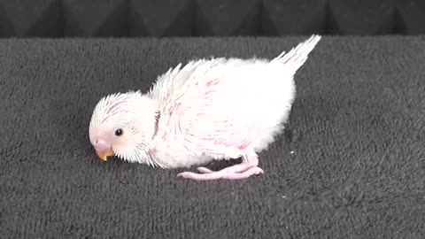 Parakeet Baby 36-Day Development #viral_video