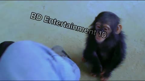 Cuddly Baby Chimpanzees birth and funny moments funny video 2023