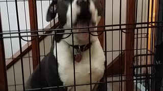 Puppy hilariously sings along with owner