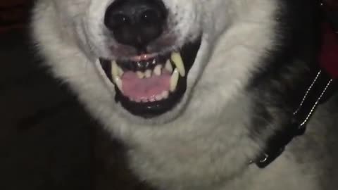 Husky dog ​​is very fierce