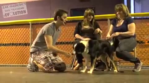 Dog Training 101_ How to Train ANY DOG the Basics(240P)