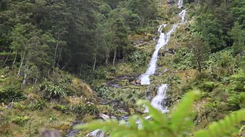 Elk takes a spill down the mountainside