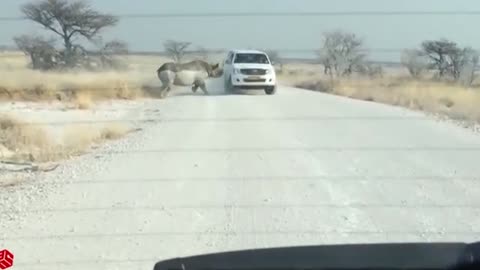 Lion attacks tourists in africa