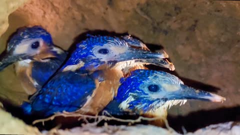 Kingfisher babies live in burrows on hillsides