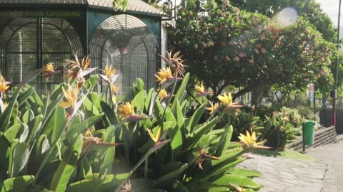 Yellow flowers in a garden