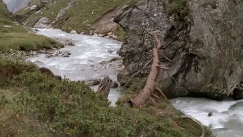 Lions is King But Fail! Mother Bear Save Her Baby From Puma Hunting, Giraffe vs Lions