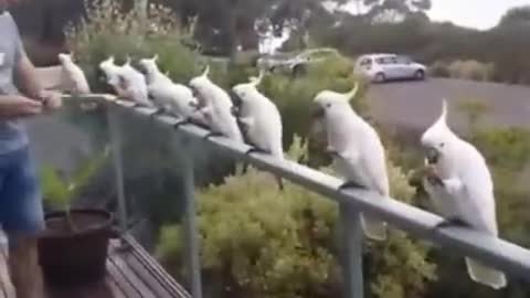 Wild Cockatoos having lunch...intelligent bird eating from hand