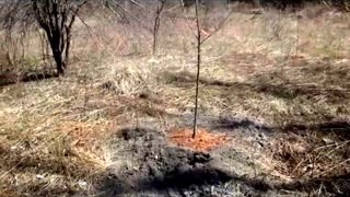 Woodland property plant fruit trees