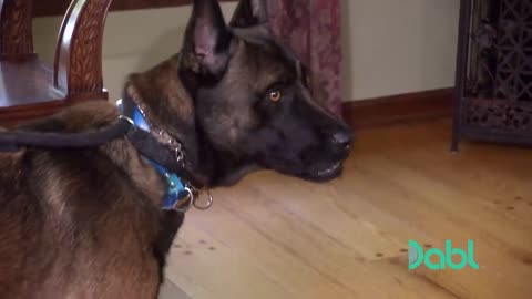 Cesar Millan Meets a K9 Dog That Keeps Biting Its Trainers!