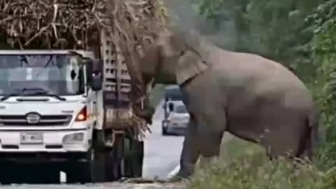 The hungry elephant is looking for food