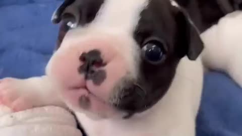 Cute Dog and Cute Puppy video