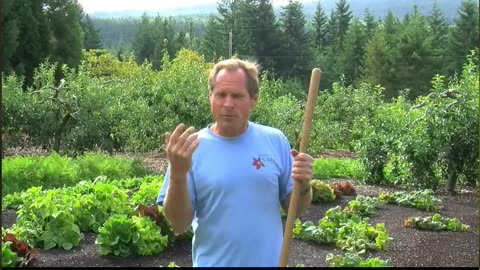 BACK TO EDEN Natural Organic Gardening ( Tending vs. Tilling )