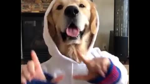 Funny dog video 3
