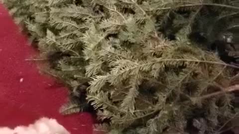 Dog and Cat play hide and seek in the Christmas Tree