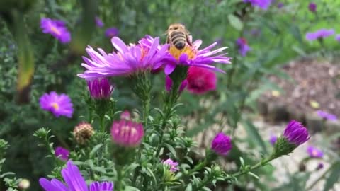 Bee Flower plant