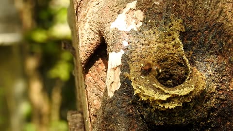 The charming appearance of the Sumatran stingless bee | Aceh, Sumatra, Indonesia