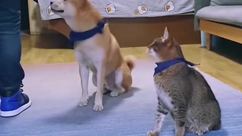 Training dogs and cats