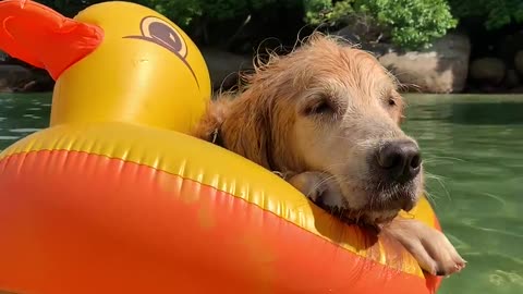 Tranquil Golden Relaxes on Inflatable Ducky
