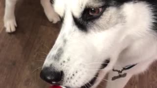 Husky and empty bottle.